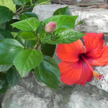 E Apt. Silvia By Agenzia Solturelba Semesterbostad Capoliveri (Isola d'Elba)